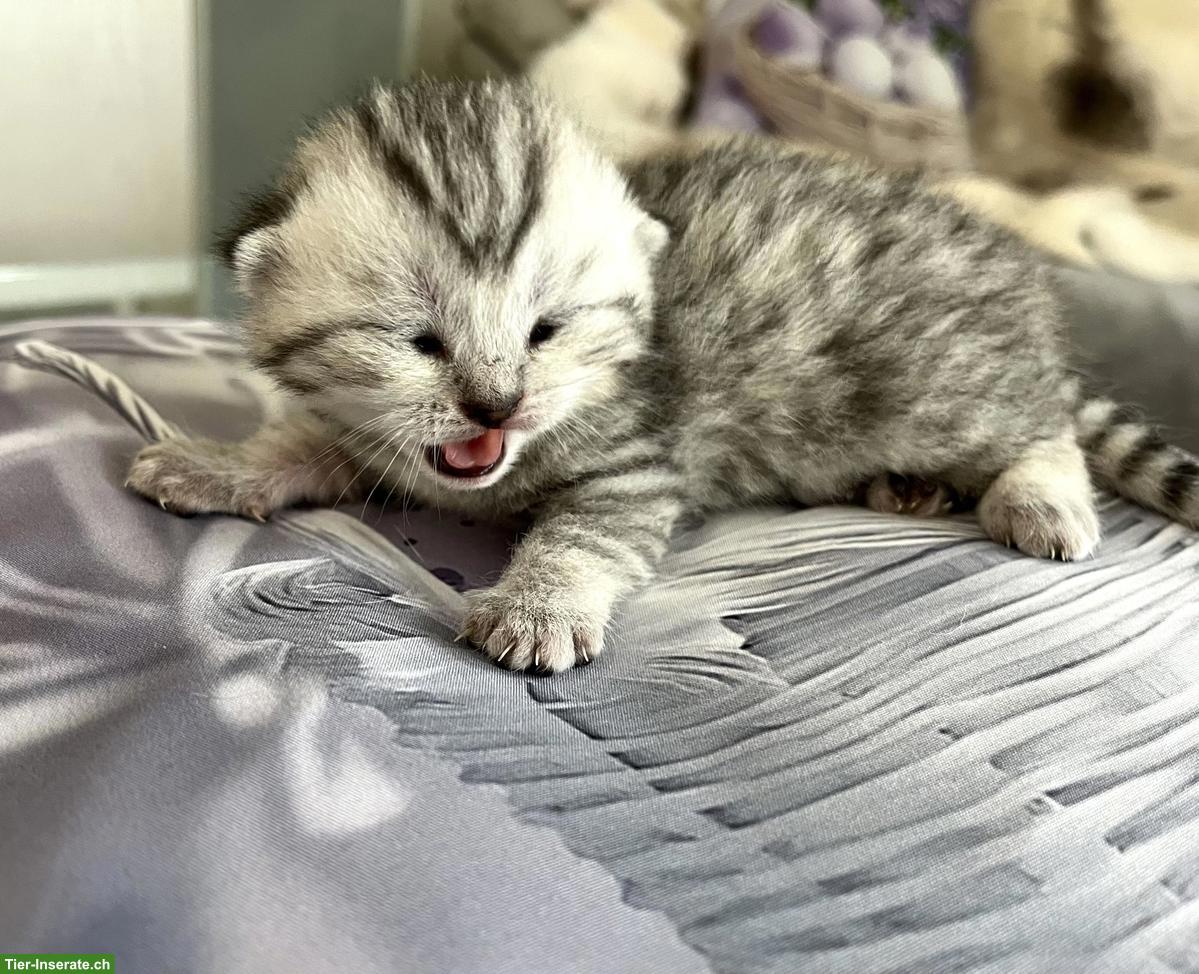 Bild 4: Reinrassige BKH Kitten suchen neues Zuhause