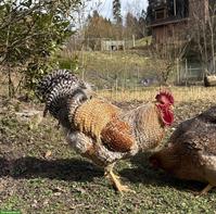 Bielefelder Kennhuhnhahn gratis abzugeben