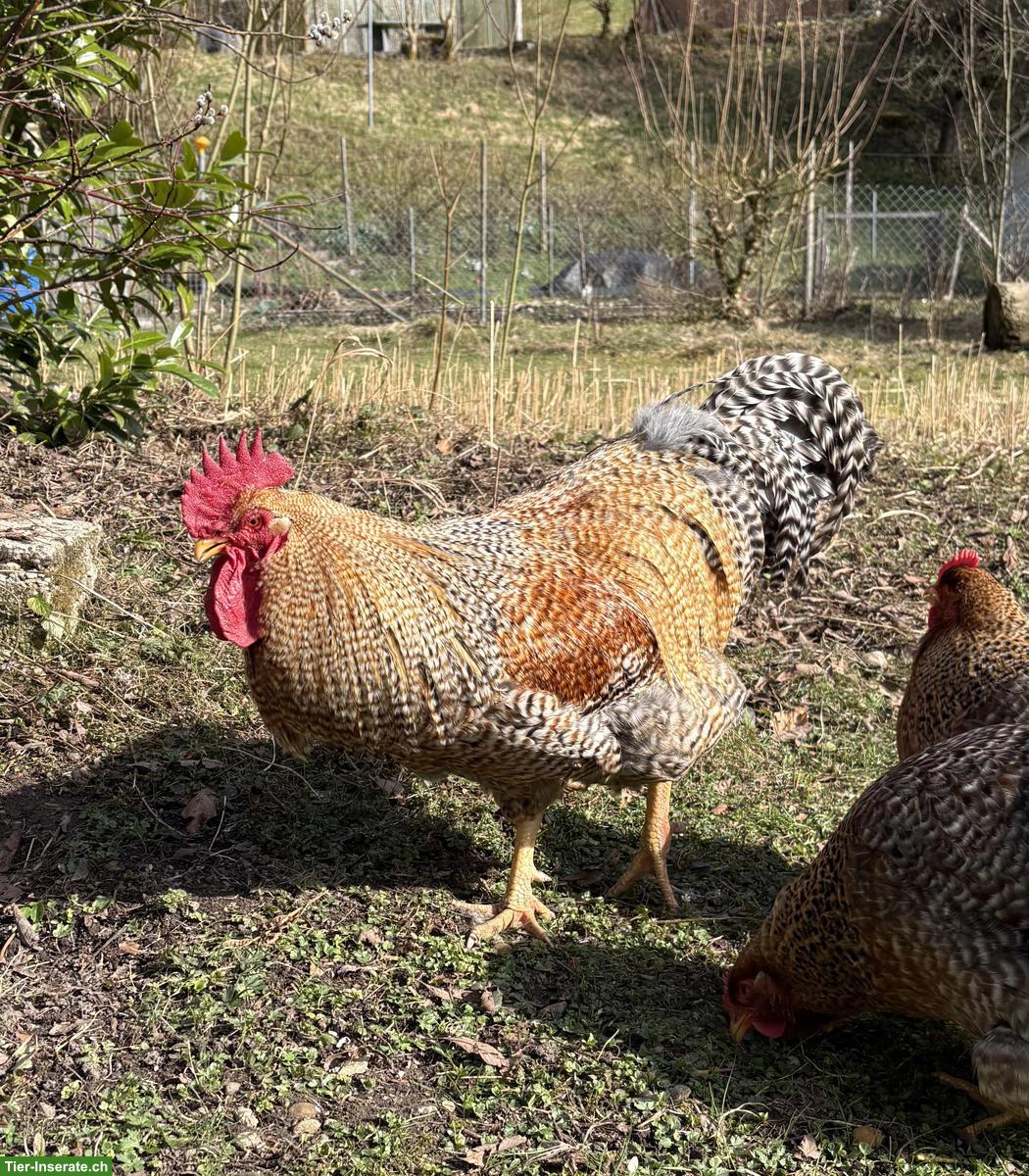 Bild 2: Bielefelder Kennhuhnhahn gratis abzugeben