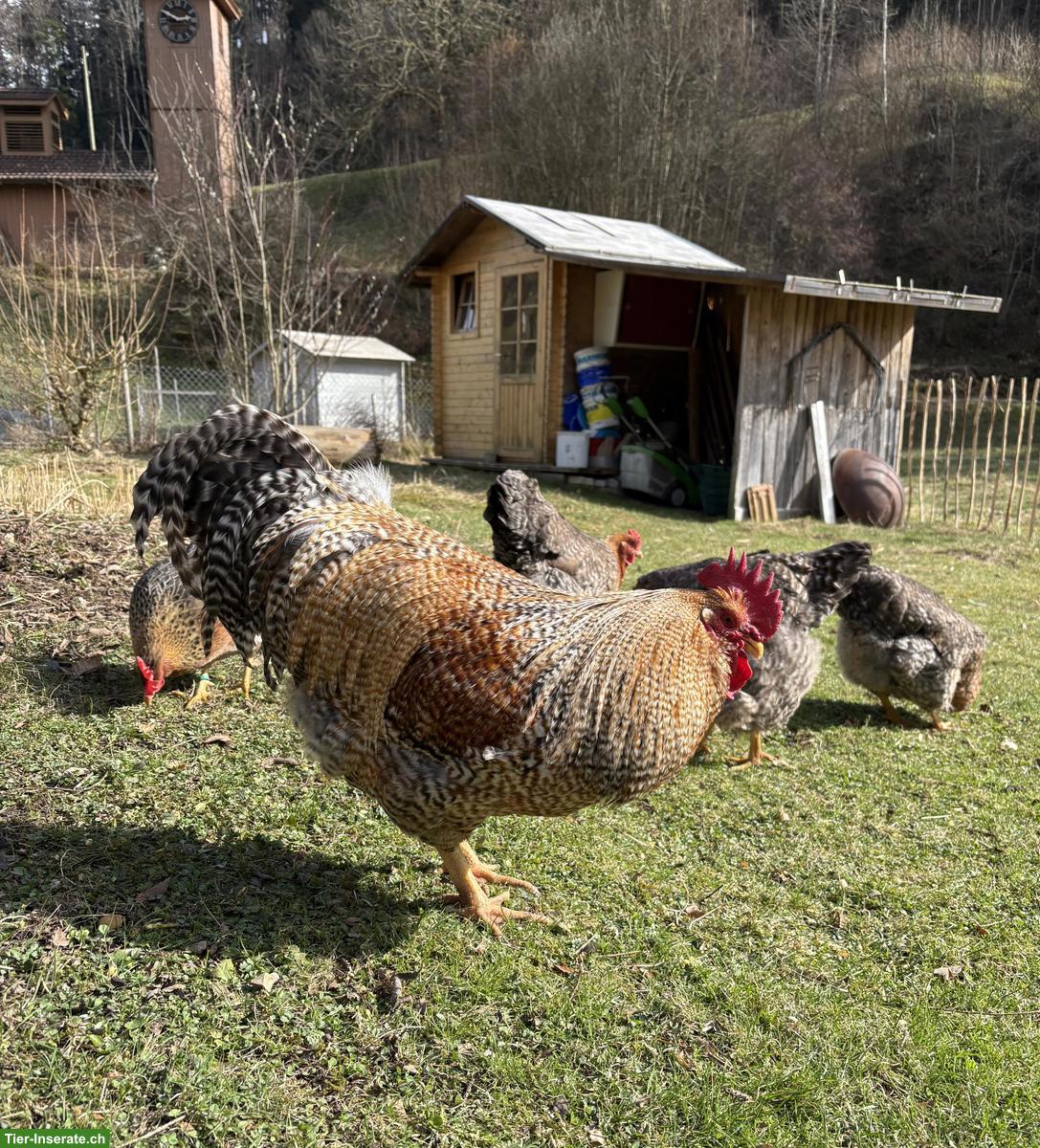 Bild 3: Bielefelder Kennhuhnhahn gratis abzugeben