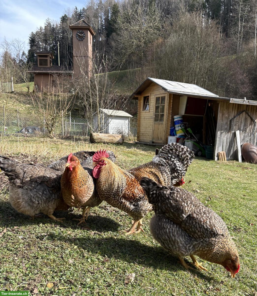 Bild 4: Bielefelder Kennhuhnhahn gratis abzugeben