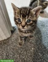 Ägyptische Mau Kätzchen zu verkaufen