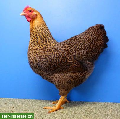Zwerghühner der Rasse Plymouth-Rocks zu verkaufen