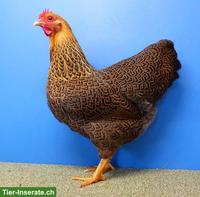 Zwerghühner der Rasse Plymouth-Rocks zu verkaufen