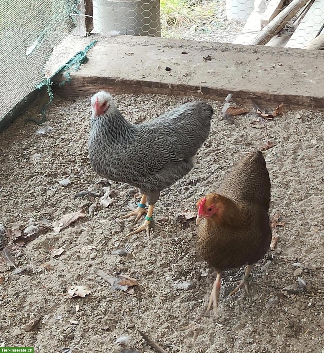 Bild 2: Zwerghühner der Rasse Plymouth-Rocks zu verkaufen