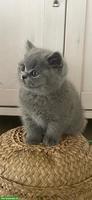 Britisch Kurzhaar Kitten (Kater) mit Stammbaum