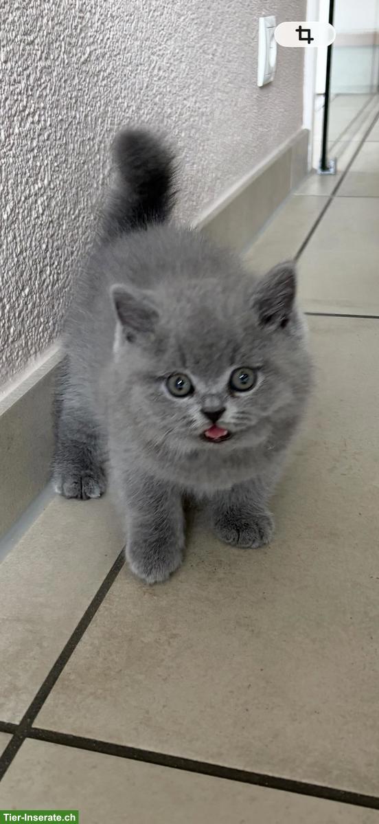 Bild 2: Britisch Kurzhaar Kitten (Kater) mit Stammbaum