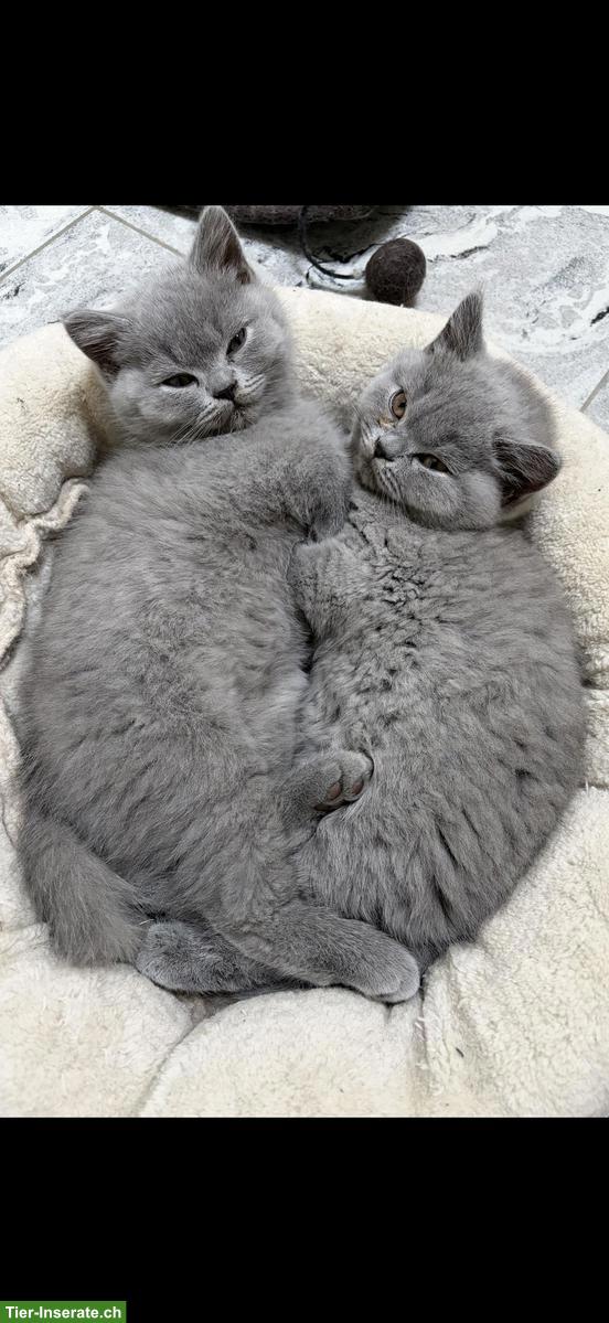 Bild 3: Britisch Kurzhaar Kitten (Kater) mit Stammbaum