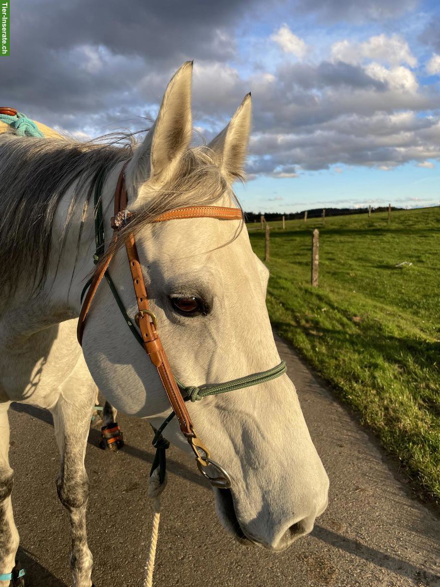 8-jährige Quarter Horse Stute in Sonderlackierung