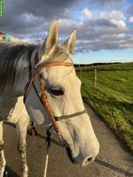 8-jährige Quarter Horse Stute in Sonderlackierung