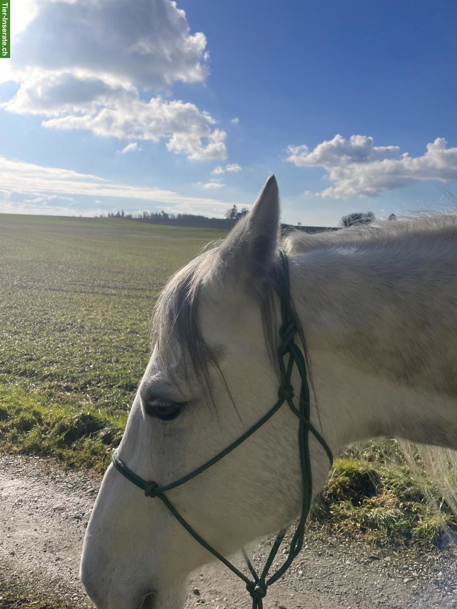 Bild 2: 8-jährige Quarter Horse Stute in Sonderlackierung