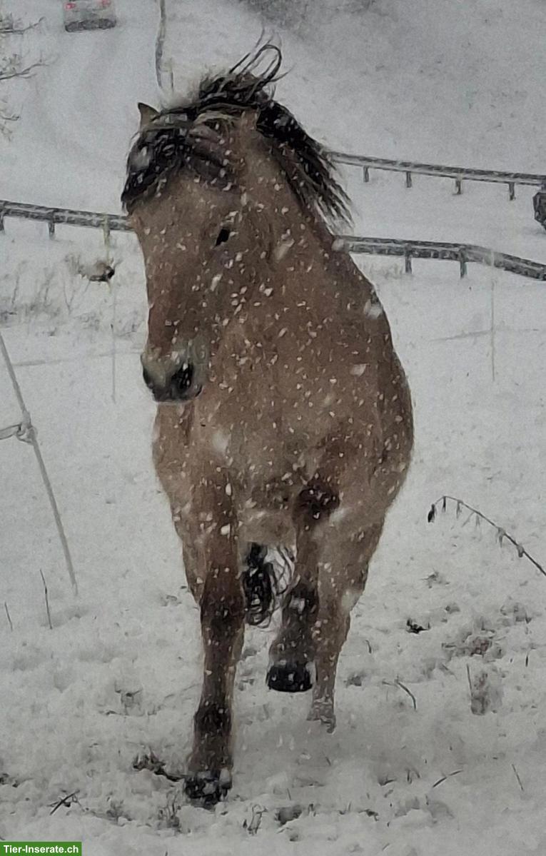 Reit- und Betreuungsbeteiligung für Fiordpferd, Chur GR
