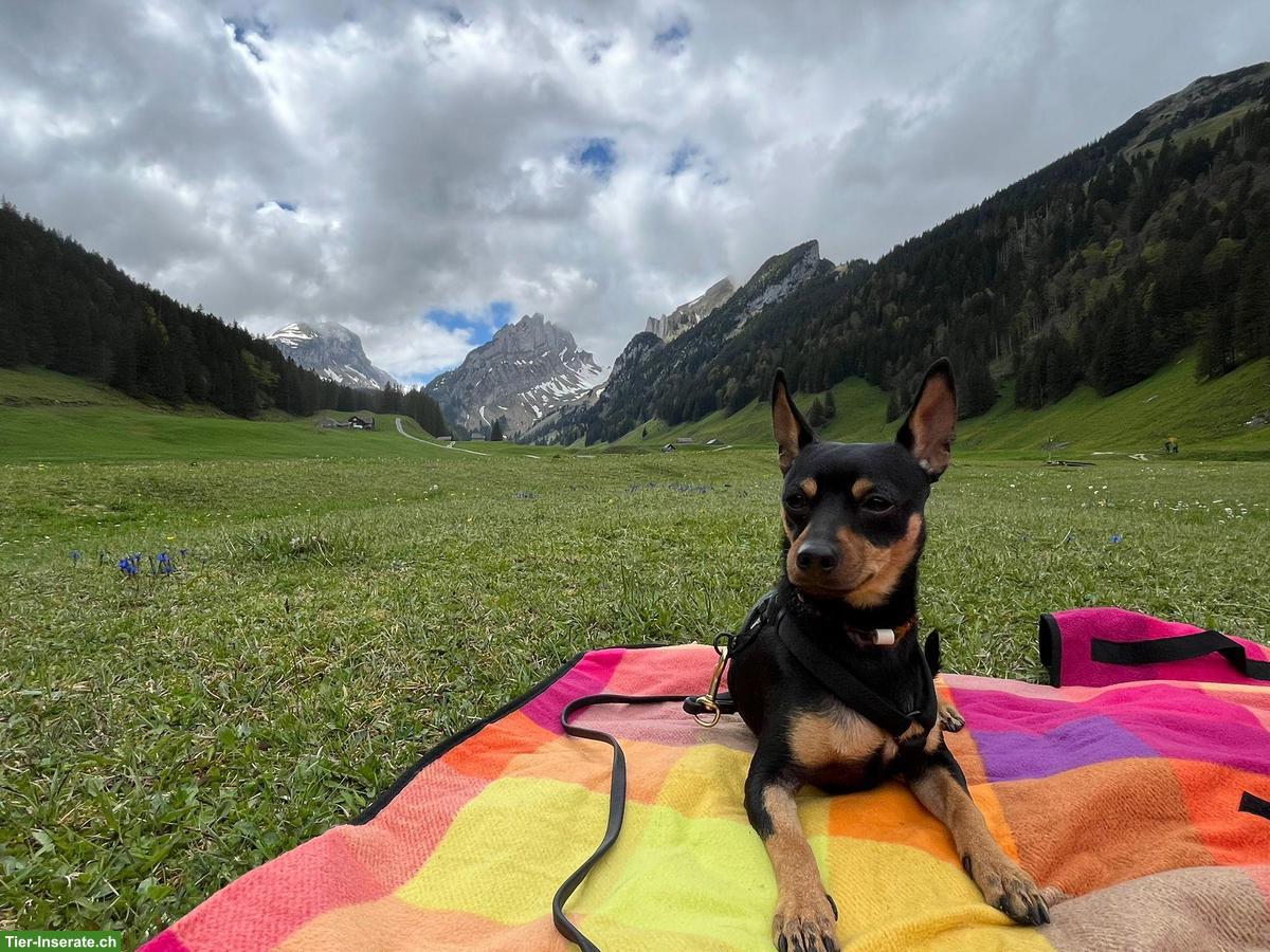 Bild 3: Liebevolle Hundebetreuung für Duke gesucht