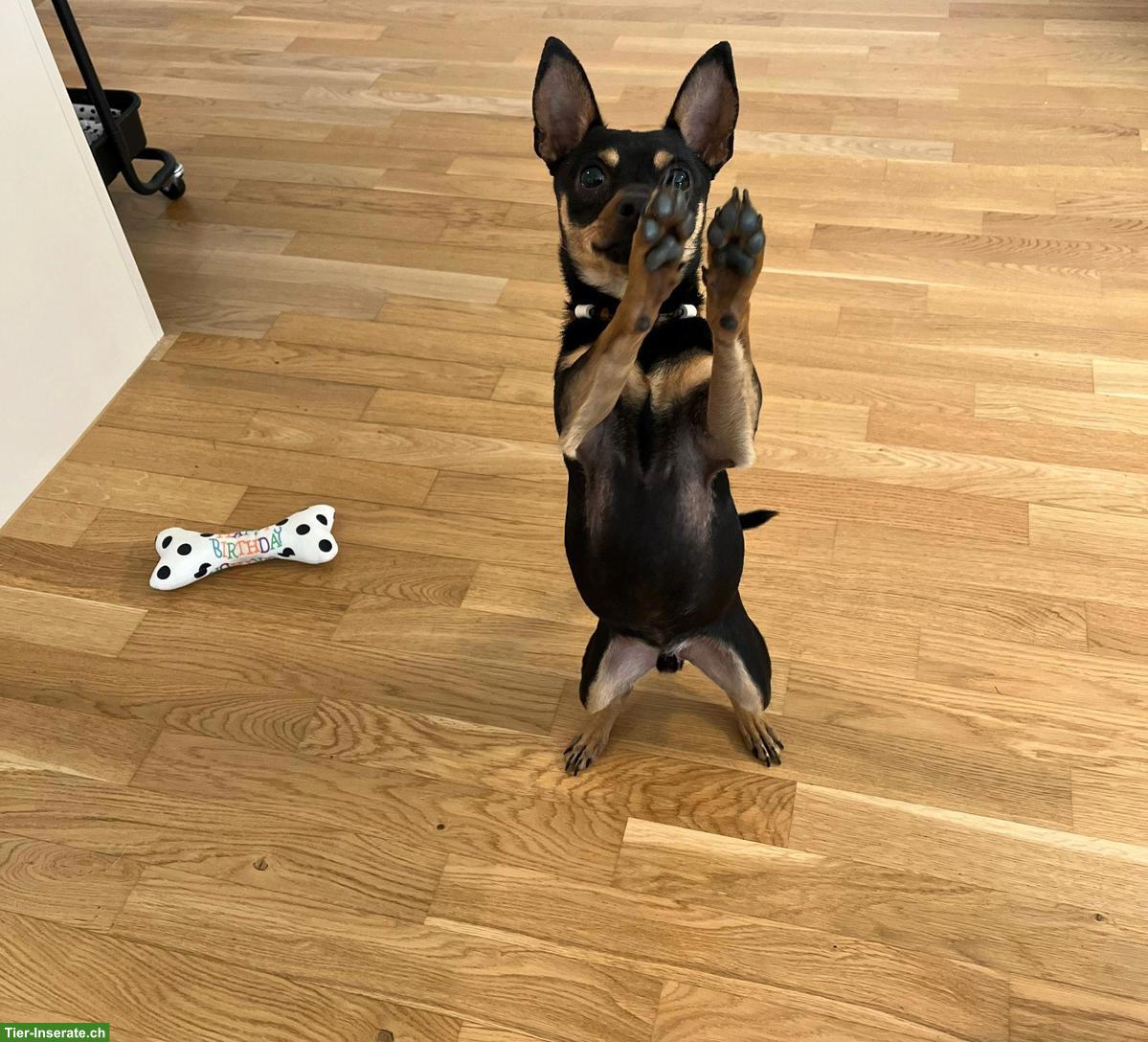 Bild 4: Liebevolle Hundebetreuung für Duke gesucht