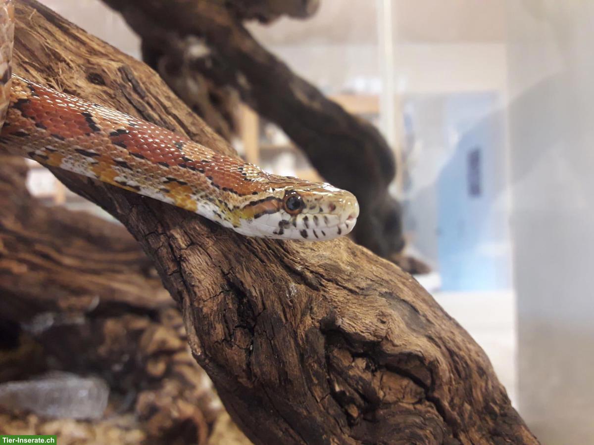 Bild 2: Männliche Kornnatter inkl. Forex Terrarium