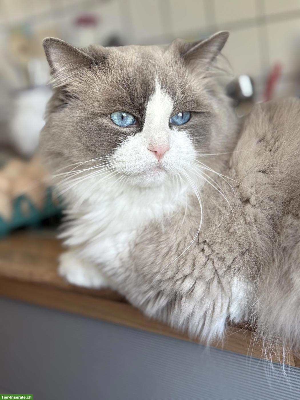 Bild 2: Ragdoll Deckkater mit Stammbaum