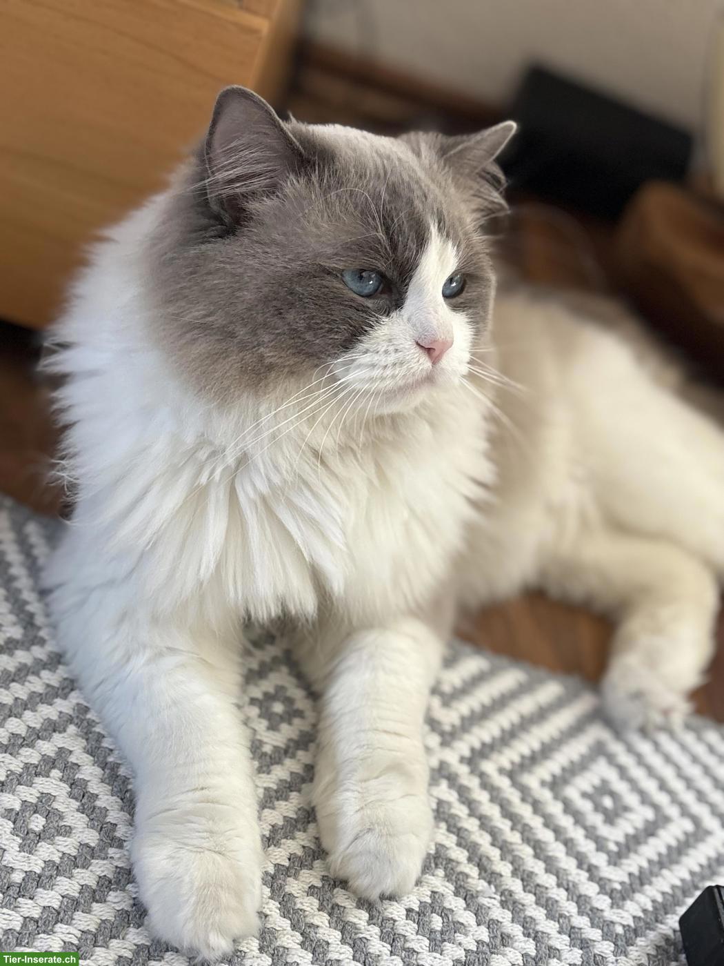 Bild 3: Ragdoll Deckkater mit Stammbaum