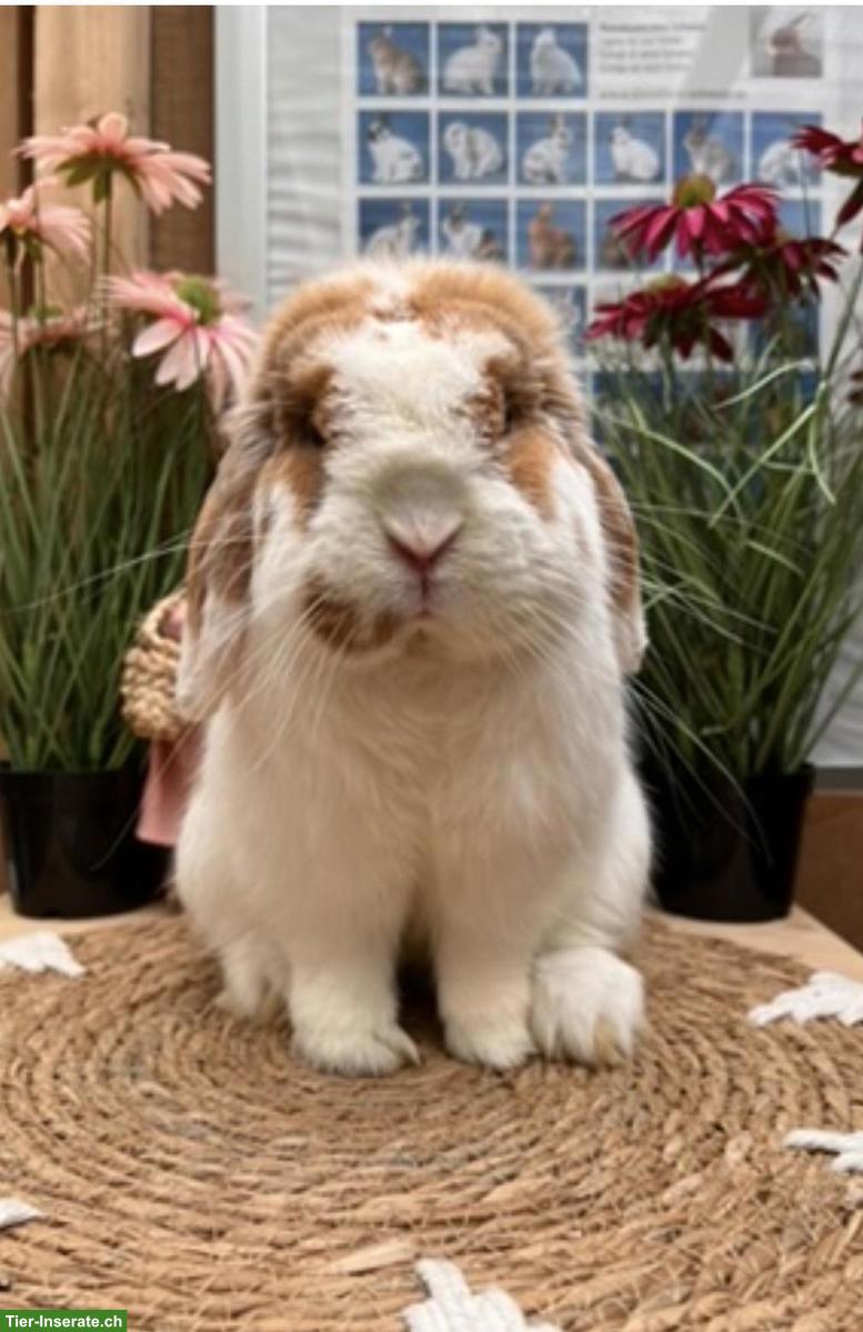 Minilop Rammler zu verkaufen