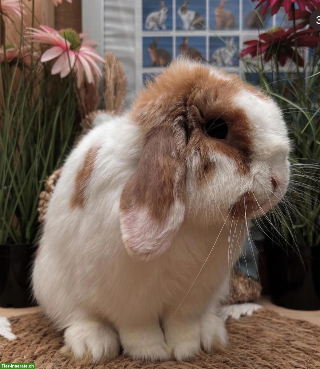 Bild 2: Minilop Rammler zu verkaufen