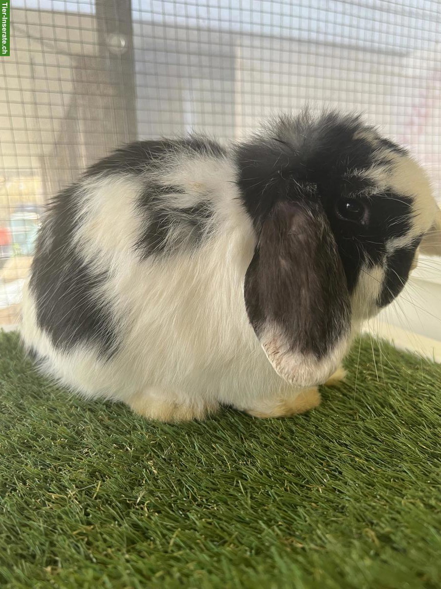 Bild 5: Minilop Rammler zu verkaufen