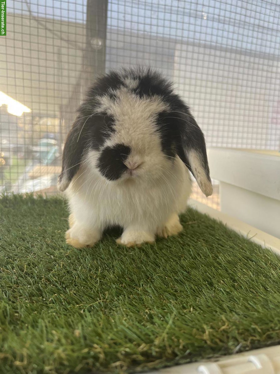 Bild 6: Minilop Rammler zu verkaufen