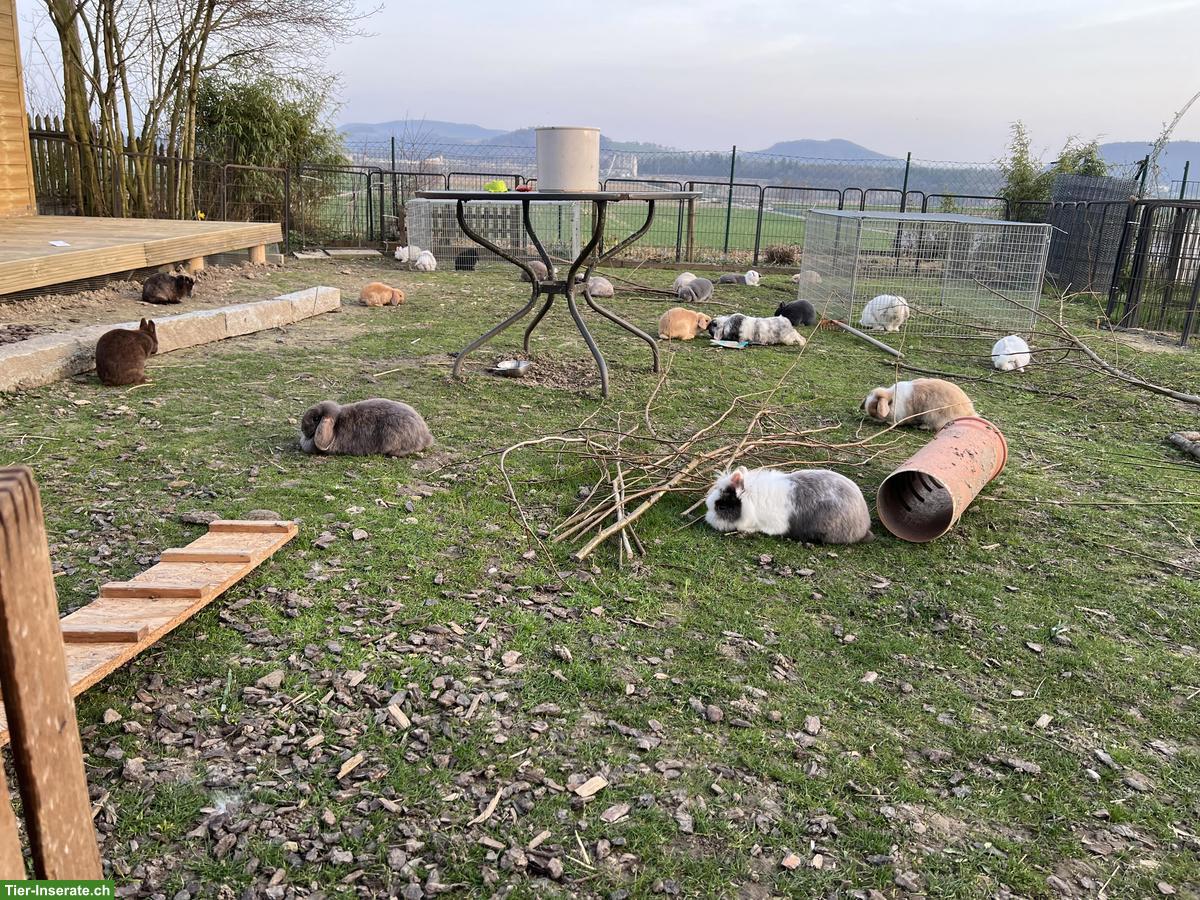 Bild 7: Minilop Rammler zu verkaufen