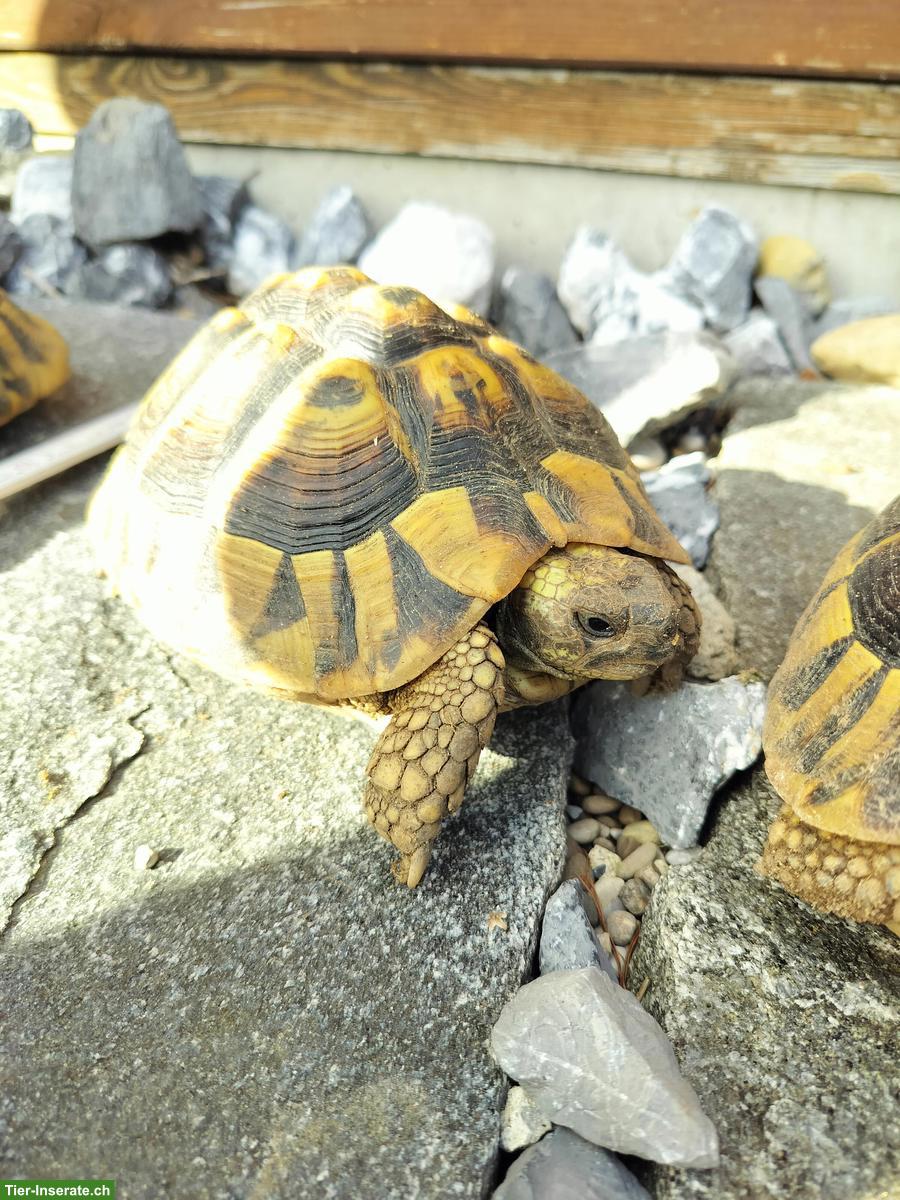 Griechische Landschildkröten-Gruppe mit eierlegendem Weibchen