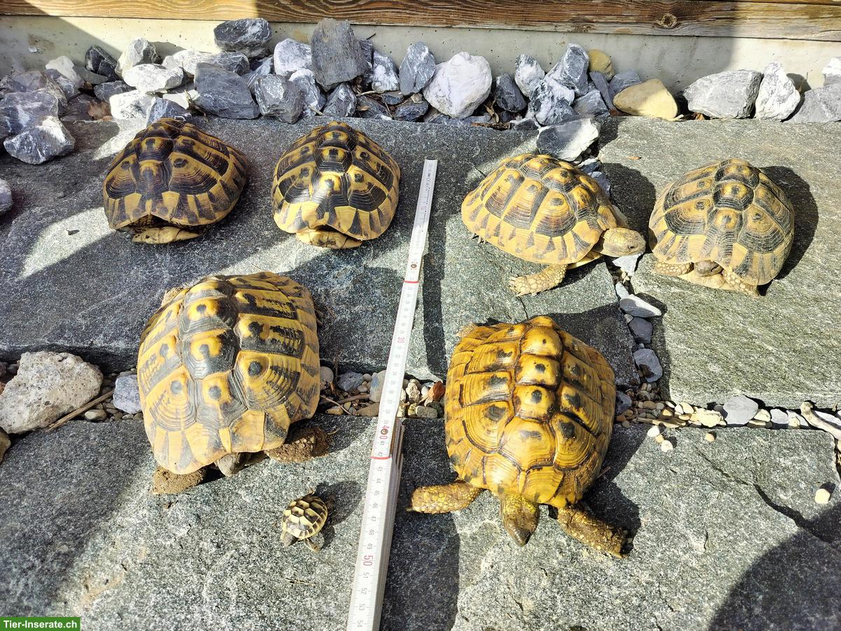 Bild 2: Griechische Landschildkröten-Gruppe mit eierlegendem Weibchen