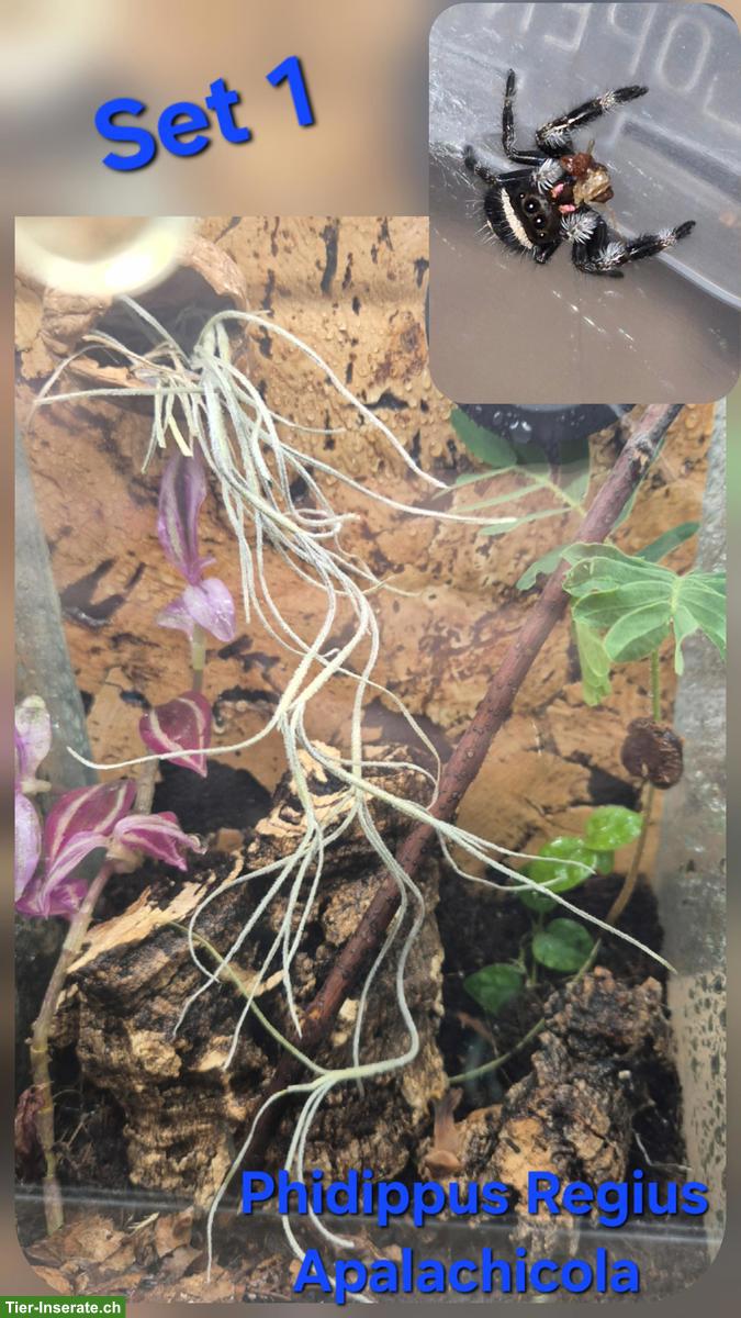 Springspinnen Komplettset zu verkaufen