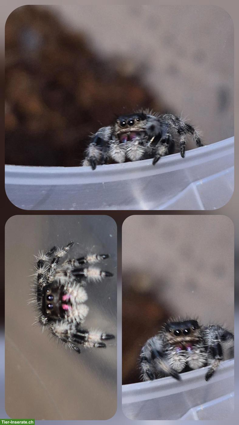 Bild 10: Springspinnen Komplettset zu verkaufen
