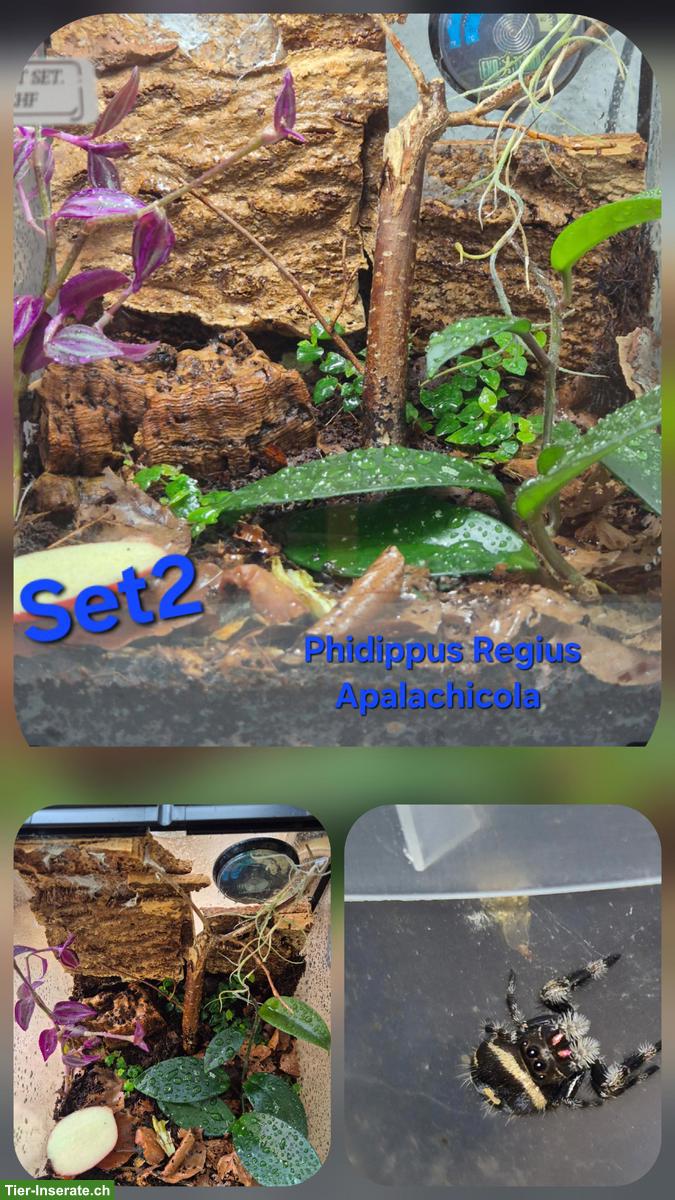 Bild 2: Springspinnen Komplettset zu verkaufen