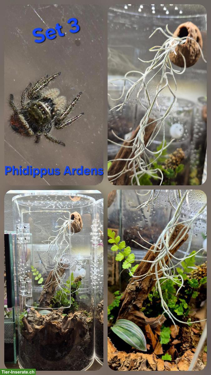 Bild 3: Springspinnen Komplettset zu verkaufen