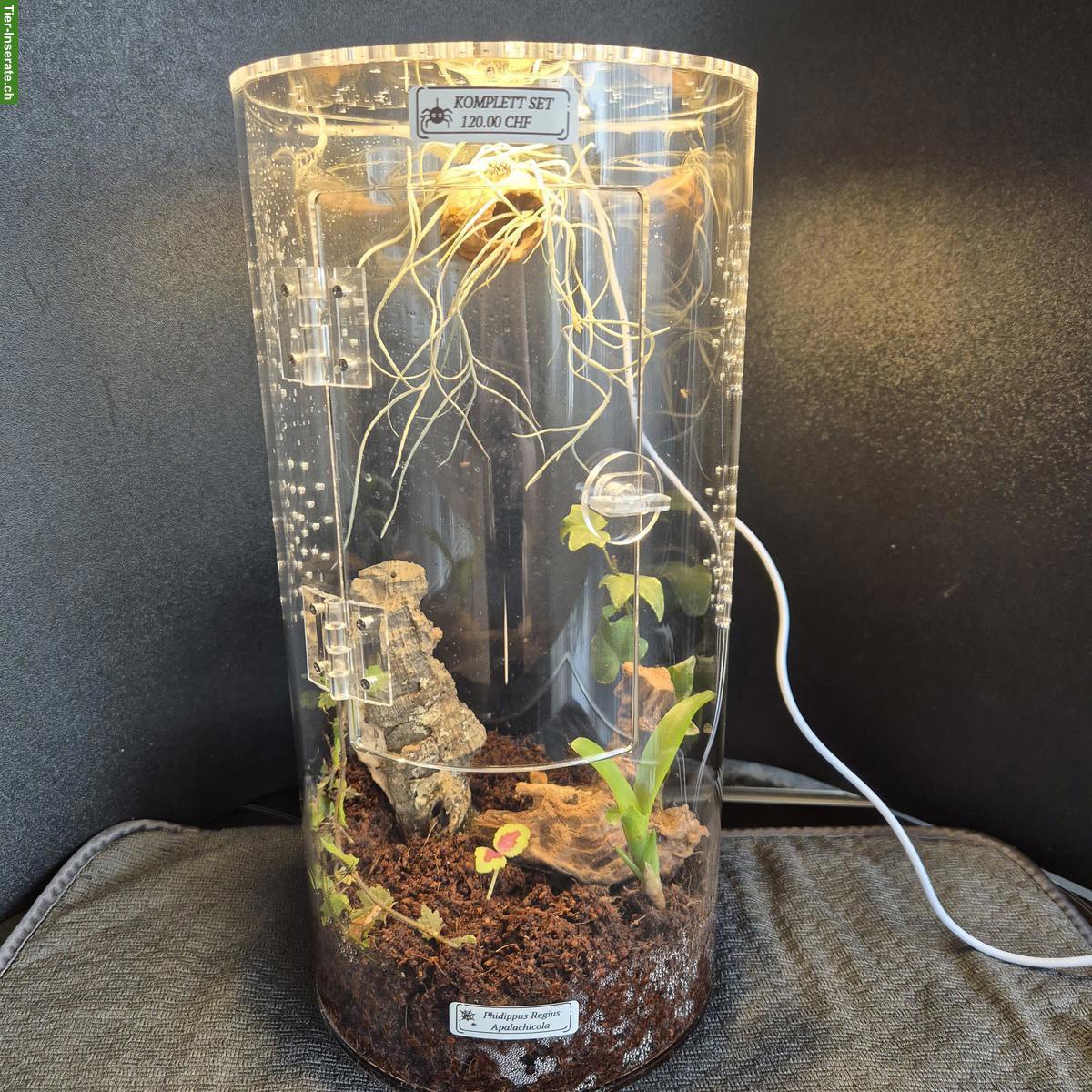 Bild 4: Springspinnen Komplettset zu verkaufen