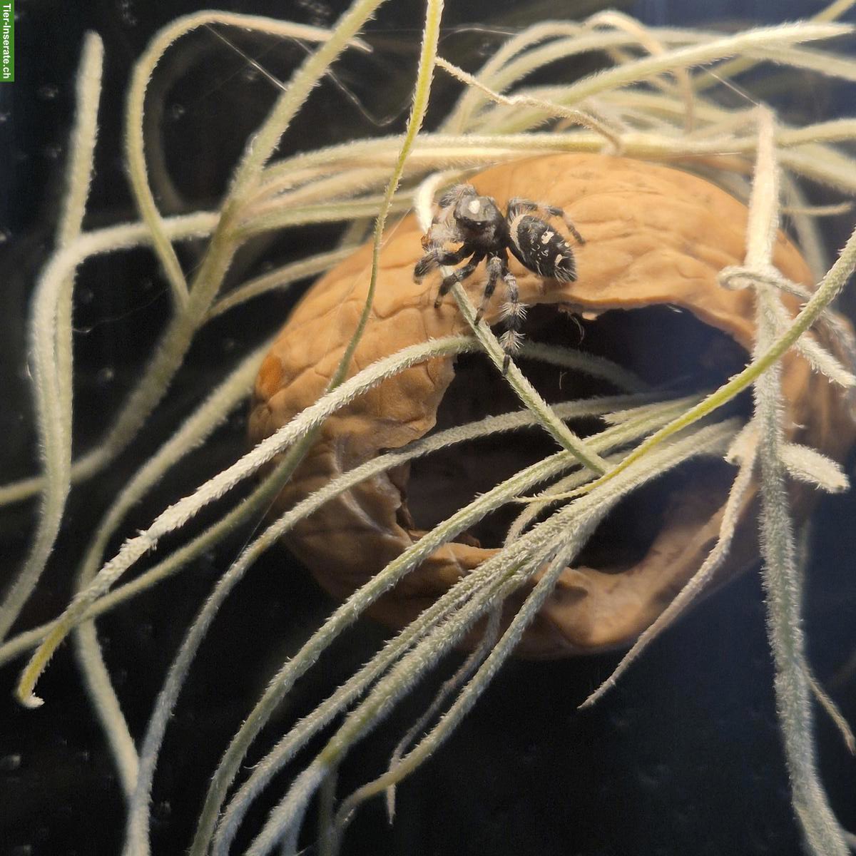 Bild 5: Springspinnen Komplettset zu verkaufen