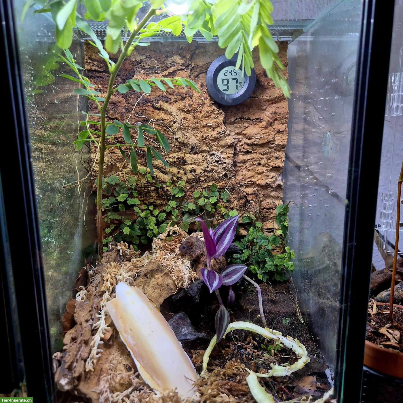 Bild 6: Springspinnen Komplettset zu verkaufen