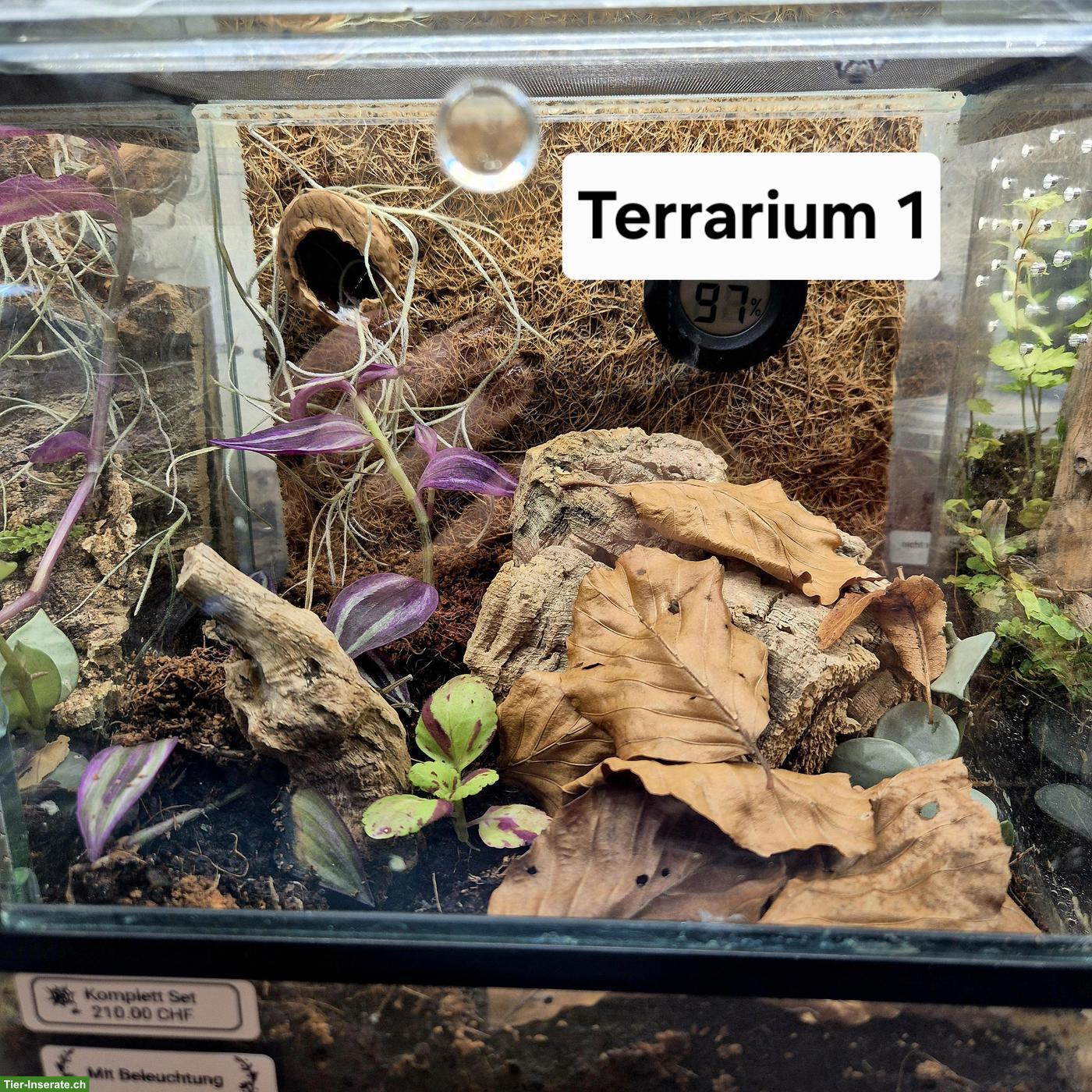 Bild 7: Springspinnen Komplettset zu verkaufen