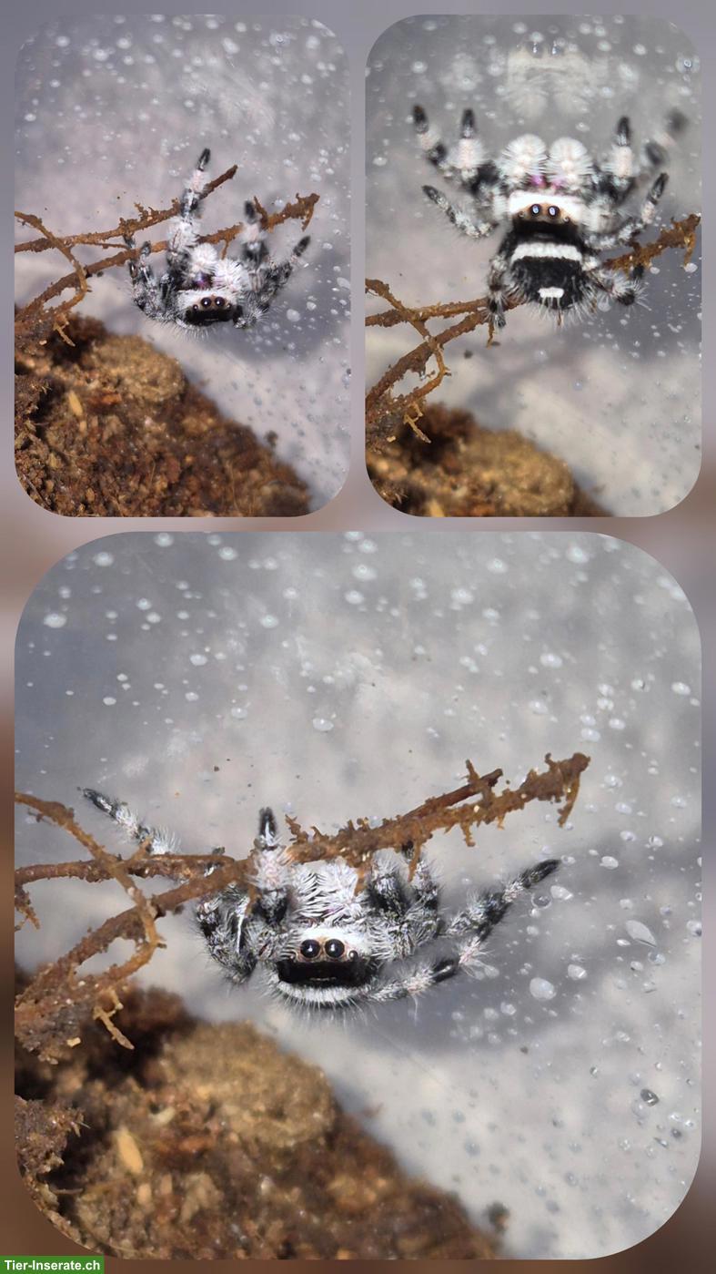 Bild 8: Springspinnen Komplettset zu verkaufen