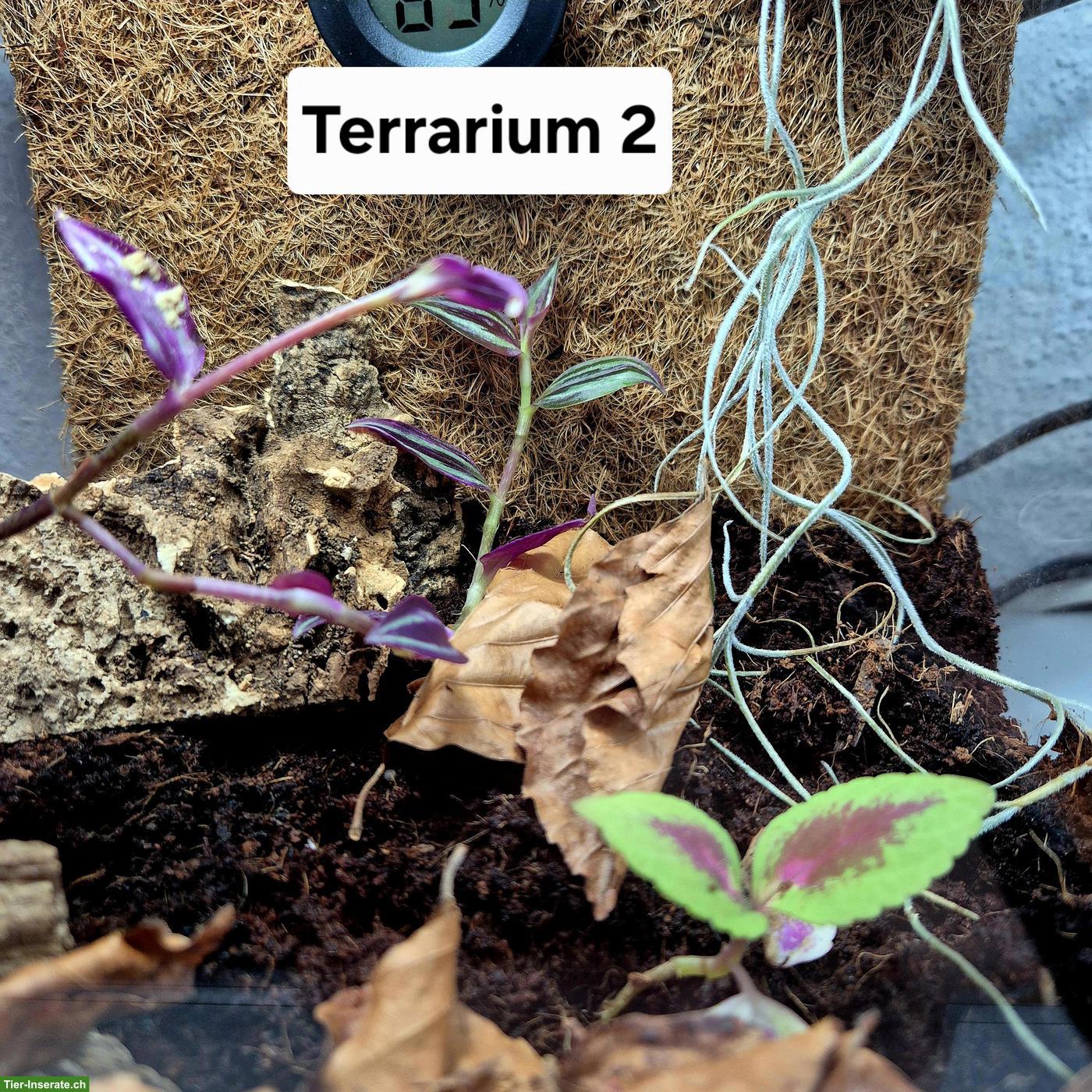 Bild 9: Springspinnen Komplettset zu verkaufen