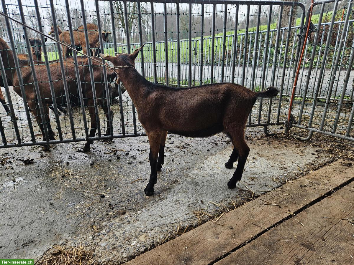 Sehr schöner Ziegen Zuchtbock zu verkaufen