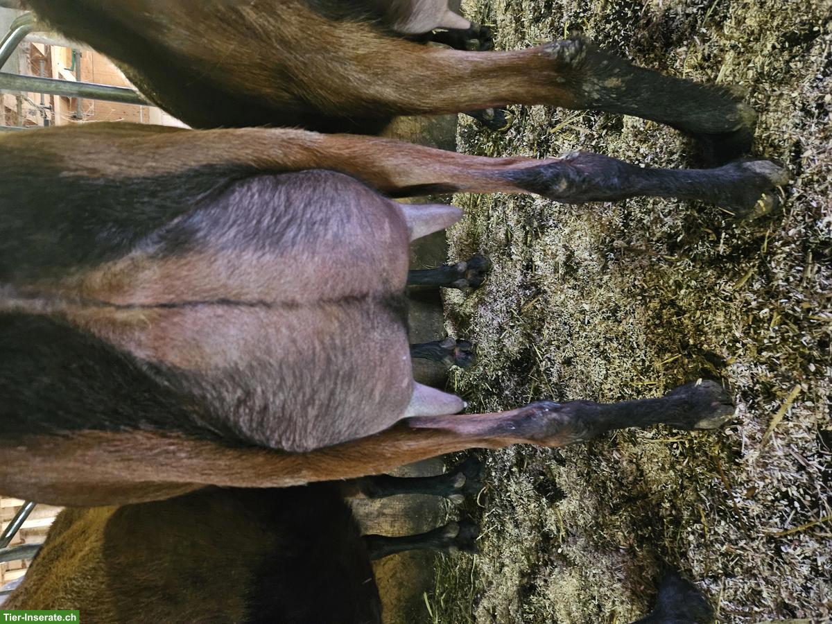 Bild 2: Sehr schöner Ziegen Zuchtbock zu verkaufen