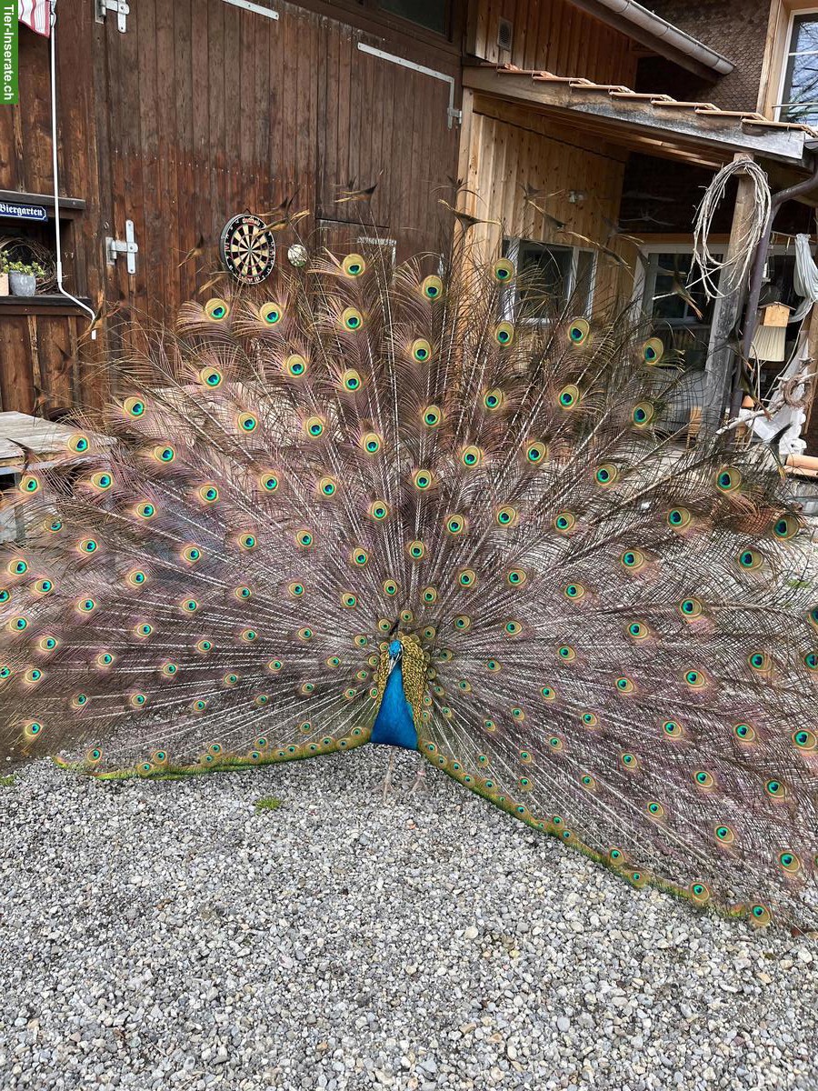 2 Blauer Pfauen, männlich