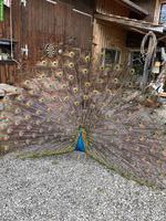 2 Blauer Pfauen, männlich