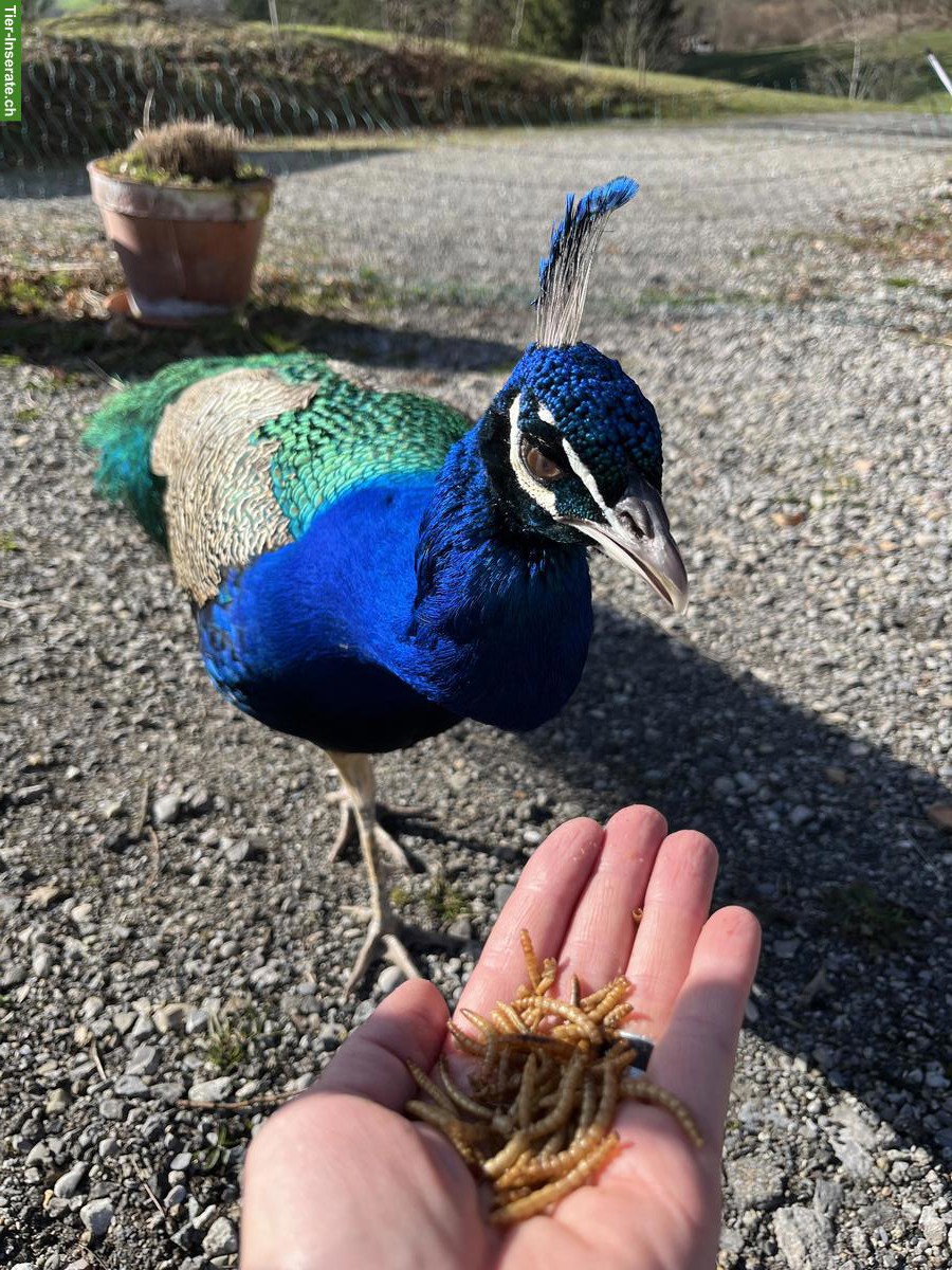 Bild 2: 2 Blauer Pfauen, männlich