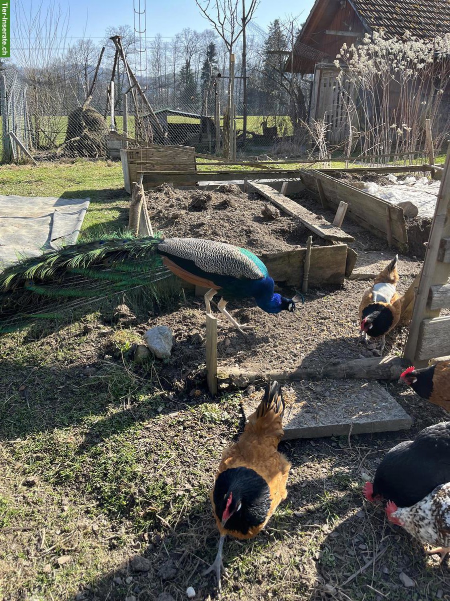 Bild 3: 2 Blauer Pfauen, männlich