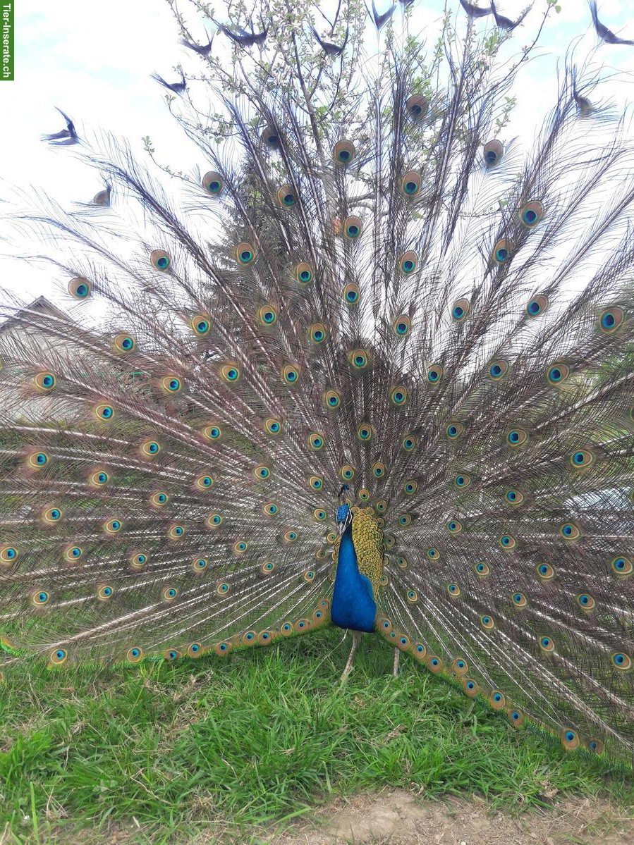 Bild 4: 2 Blauer Pfauen, männlich