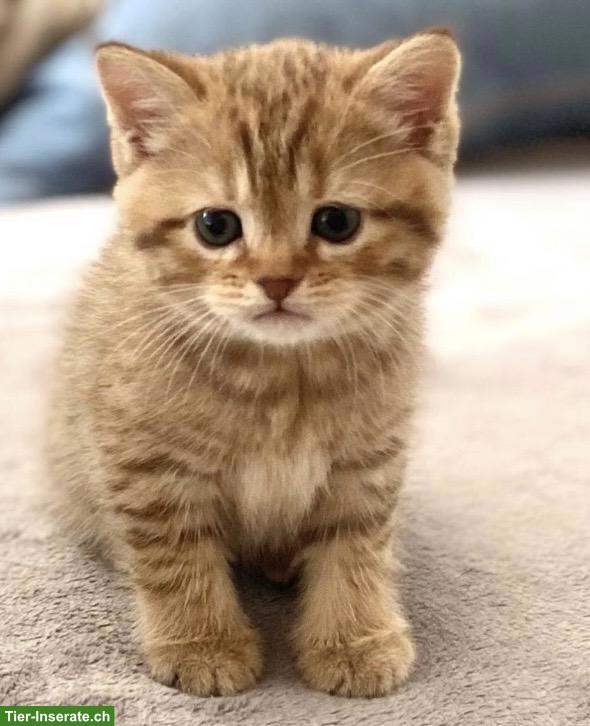 Reinrassige BKH Kätzchen suche ein herzliches Zuhause