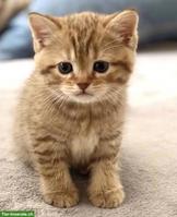 BKH Kitten oder Katze gesucht für 5-Sterne-Zuhause