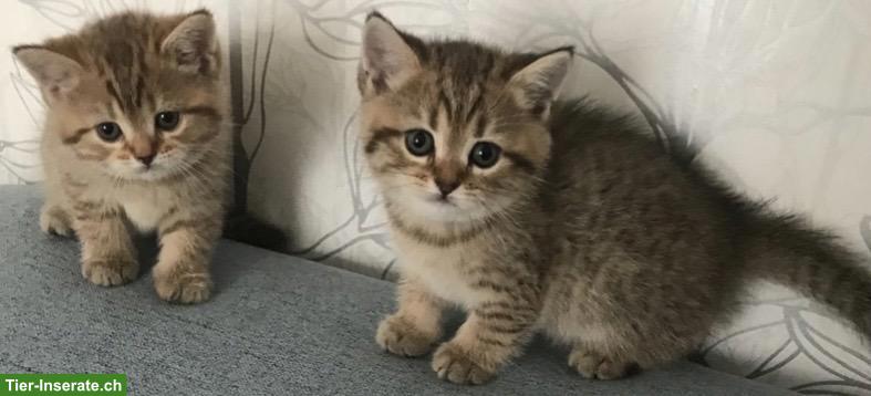 Bild 2: Reinrassige BKH Kätzchen suche ein herzliches Zuhause