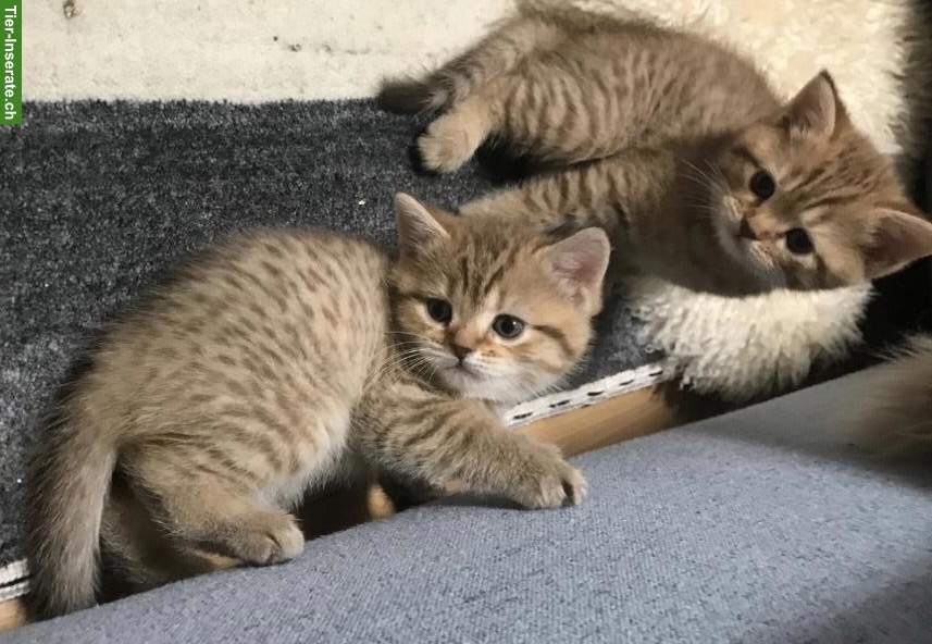 Bild 3: Reinrassige BKH Kätzchen suche ein herzliches Zuhause