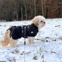 Sanfte Shih Tzu Hündin Lizi sucht ruhiges Zuhause